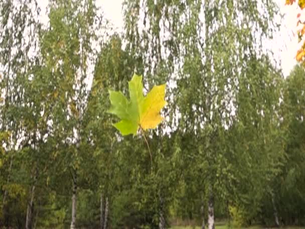 Jesienne liście, wchodzących w zwolnionym tempie. sezon jesień kolorowy. — Wideo stockowe