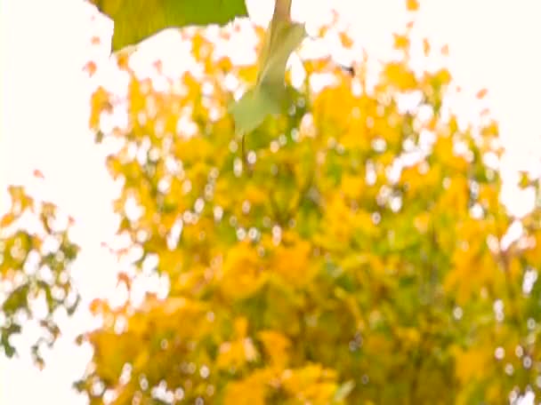 Folhas de outono caindo em câmera lenta. temporada de outono colorido . — Vídeo de Stock