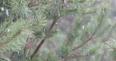 Yeşil çam dallarının arka planında yağan karın hızlandırılmış fotoğrafı