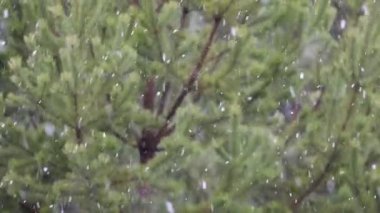 Yeşil çam dallarının arka planında yağan karın hızlandırılmış fotoğrafı