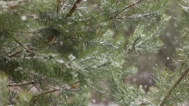 Time Lapse Fotografi Fallande Snö Mot Bakgrund Gröna Tallgrenar — Stockvideo