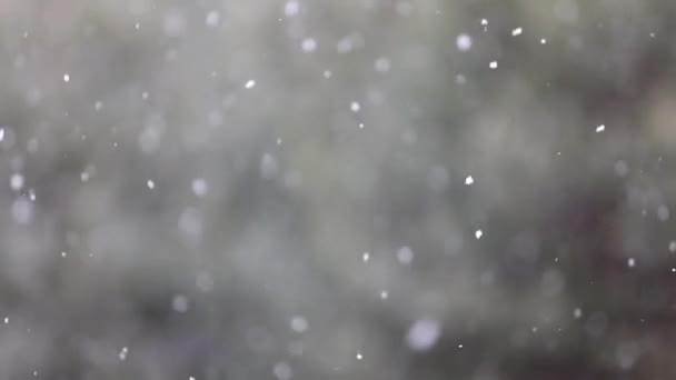 Fotografía Lapso Tiempo Nieve Cayendo Sobre Fondo Ramas Pino Verde — Vídeo de stock