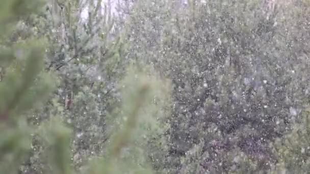 Fotografía Lapso Tiempo Nieve Cayendo Sobre Fondo Ramas Pino Verde — Vídeos de Stock