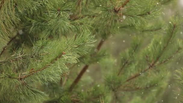 Fotografia Lapso Tempo Queda Neve Contra Fundo Ramos Pinho Verde — Vídeo de Stock