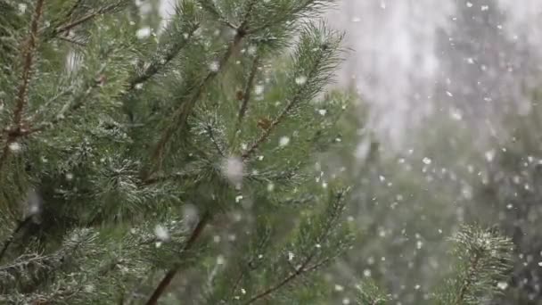 Fotografía Lapso Tiempo Nieve Cayendo Sobre Fondo Ramas Pino Verde — Vídeo de stock