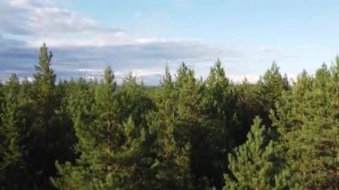 Derin bir köknar ormanındaki gölün üst manzarası. Bir kuadkopterden alındı.