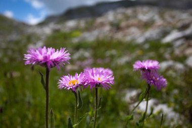 Akşamları Kafkasya Dağları 'nın haşin manzarası