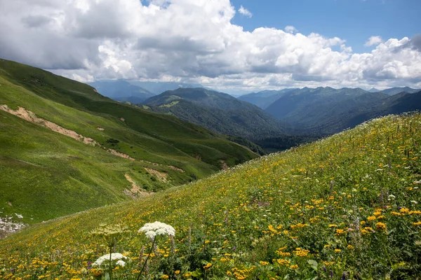 高加索山区盛开的高山草甸美丽的夏季景色 — 图库照片