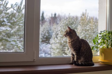 Güneşli bir kış gününde kedi pencerenin yanında oturur. Pencere kenarında bir çiçek var.