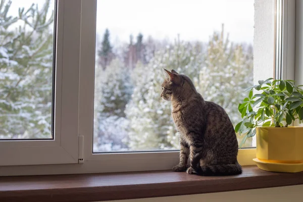 Güneşli bir kış gününde kedi pencerenin yanında oturur. Pencere kenarında bir çiçek var.