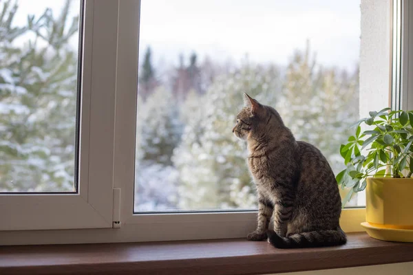 The cat sits by the window on a sunny winter day. there is a flower on the windowsill
