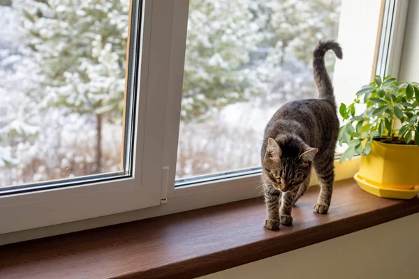 Die Katze Sitzt Einem Sonnigen Wintertag Fenster Auf Der Fensterbank — Stockfoto