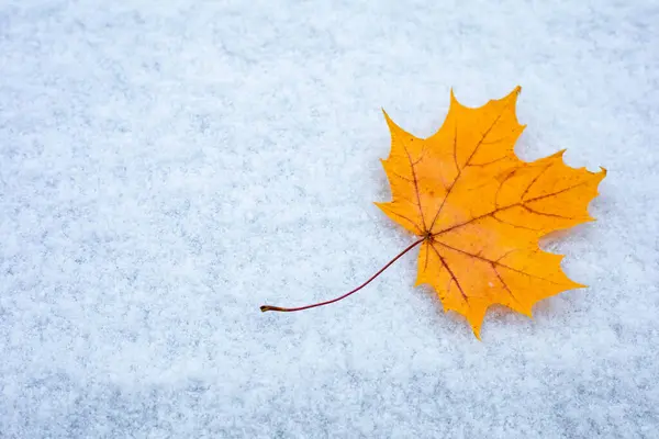 Folha Bordo Neve Branca — Fotografia de Stock