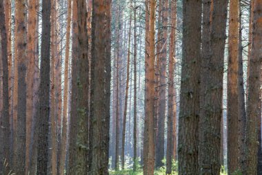 Çam ormanı. Bir yaz gününde çam sandığı