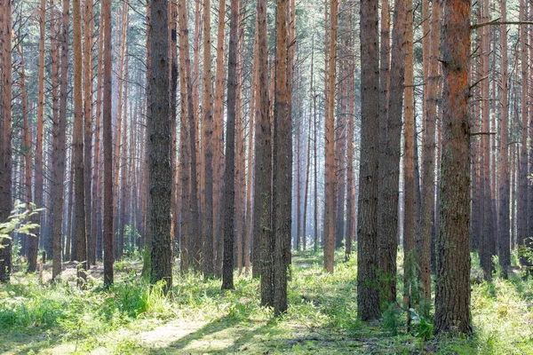 Fenyőerdő Fenyőfatörzsek Egy Nyári Napon — Stock Fotó