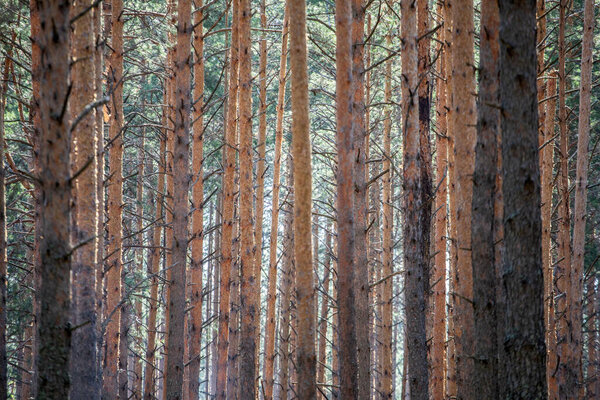 Pine forest. pine trunks on a summer day
