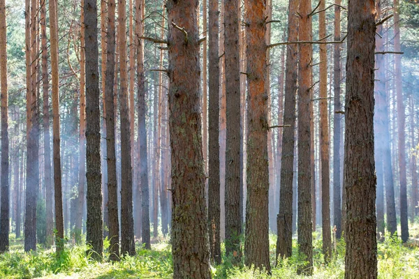 Δάσος Πεύκου Κορμοί Πεύκων Μια Καλοκαιρινή Μέρα — Φωτογραφία Αρχείου