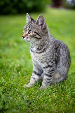 Küçük çizgili genç kedi Pttyik 'in üzerinde oturuyor