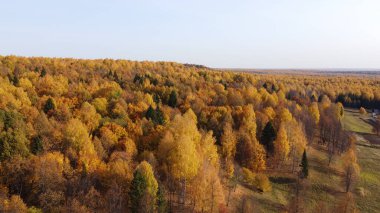 Sonbahar ormanının parlak sarı renkleri yüksekten görünüyor