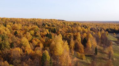 Sonbahar ormanının parlak sarı renkleri yüksekten görünüyor