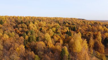 Sonbahar ormanının parlak sarı renkleri yüksekten görünüyor