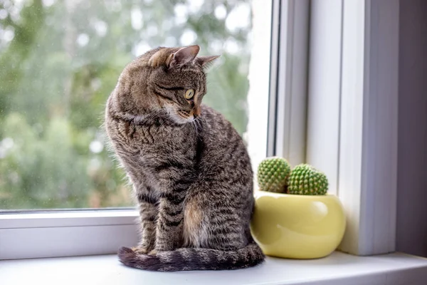 Tekir kedi pencereye oturur ve pencereden dışarı bakar. Yakınlarda sarı bir kaktüs var.