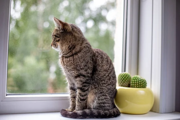 Tekir kedi pencereye oturur ve pencereden dışarı bakar. Yakınlarda sarı bir kaktüs var.