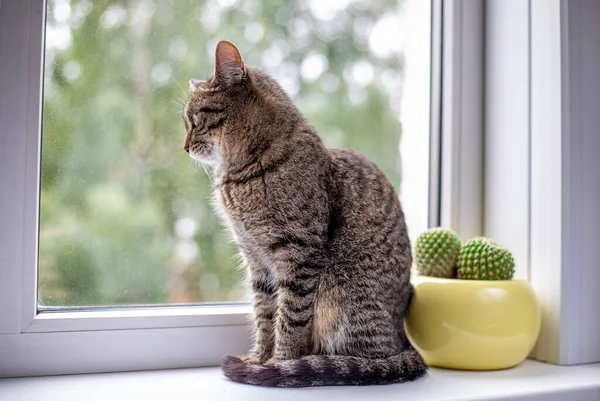 Gato Tabby Sienta Ventana Mira Por Ventana Hay Cactus Amarillo —  Fotos de Stock