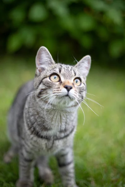 Küçük Çizgili Genç Kedi Pttyik Üzerinde Oturuyor — Stok fotoğraf