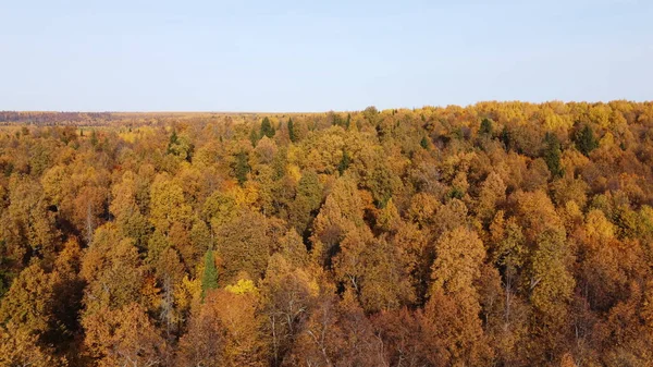 Blick Auf Den Herbstwald Leuchtend Gelben Farben Aus Der Höhe — Stockfoto