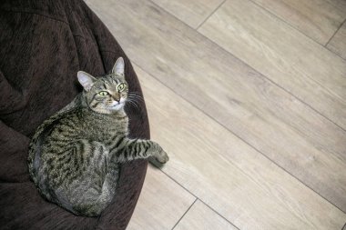 Kedi evdeki bir sandalyede uzanıyor. Kameraya bak.