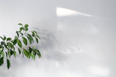 Duvarı olan gri bir arkaplan, çiçeğin yeşil bir dalı ve pencereden gelen ışık lekeleri.