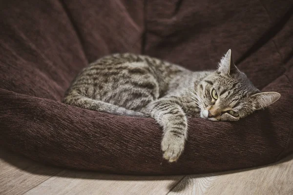Katten Ligger Stol Huset Titta Kameran — Stockfoto