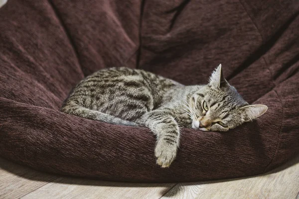 Die Katze Liegt Auf Einem Stuhl Haus Blickt Die Kamera — Stockfoto