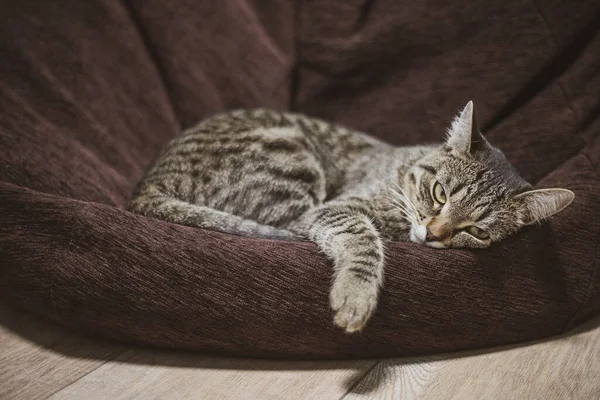 Kucing Itu Tergeletak Kursi Rumah Lihat Kamera — Stok Foto