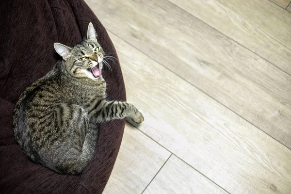 Die Katze Liegt Auf Einem Stuhl Haus Blickt Die Kamera — Stockfoto