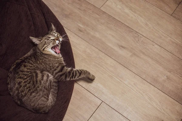 Kucing Itu Tergeletak Kursi Rumah Lihat Kamera — Stok Foto