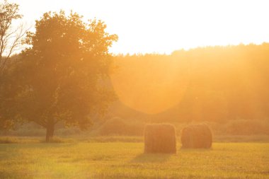 Akşam manzarası gün batımında ağaçlar ve çayırlarla