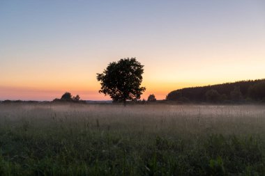 Akşam manzarası gün batımında ağaçlar ve çayırlarla
