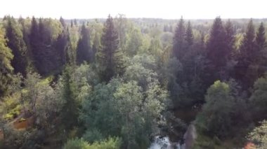 Orman nehri ormanın vahşi doğasında kıvrılır. Bankalar ağaçlarla kaplı. Nehir dik döngüler halinde kıvrılır. Yukarıdan bak. Hava fotoğrafçılığı