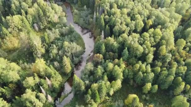 Лесная Река Извивается Лесной Глуши Берега Заросли Деревьями Река Крутится — стоковое видео