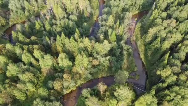 Río Del Bosque Serpentea Desierto Del Bosque Las Orillas Están — Vídeos de Stock