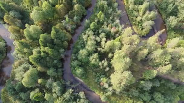 La rivière de la forêt serpente dans la nature sauvage de la forêt. Les berges sont envahies d'arbres. La rivière se tord en boucles raides. Vue d'en haut. Photographie aérienne