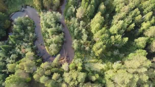 森の川は森の荒野を意味する 銀行は木で覆われている 川の急なループで紆余曲折 上からの眺め 空中写真 — ストック動画