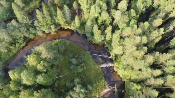 Rivière Forêt Serpente Dans Nature Sauvage Forêt Les Berges Sont — Video