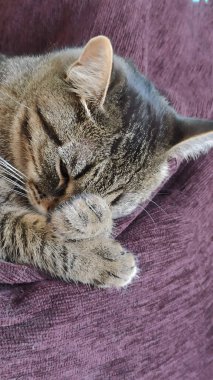 Kedi kanepede yatar ve ön pençeleriyle ağzını kapatır. Sıcak, yumuşak bir kedi uyurken çekilmiş.