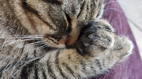 Кошка Лежит Диване Прикрывает Свою Морду Передними Лапами Теплое Нежное — стоковое фото