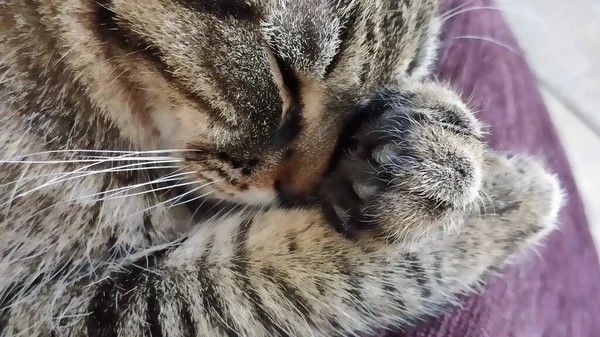 Kedi kanepede yatar ve ön pençeleriyle ağzını kapatır. Sıcak, yumuşak bir kedi uyurken çekilmiş.