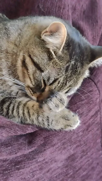 Gato Acuesta Sofá Cubre Bozal Con Sus Patas Delanteras Cálida — Foto de Stock