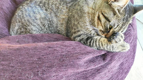 Kedi kanepede yatar ve ön pençeleriyle ağzını kapatır. Sıcak, yumuşak bir kedi uyurken çekilmiş.